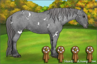 Horse Color:White Spotted Brown Appaloosa 