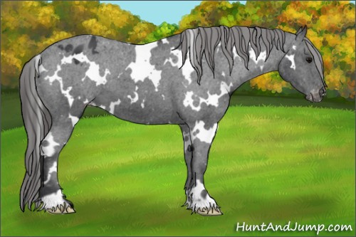 Horse Color: White Spotted Brown Blanket 
