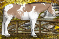 Horse Color:White Spotted Bay Dun Tobiano 
