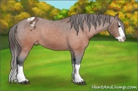 Horse Color:Brown Splash Appaloosa 