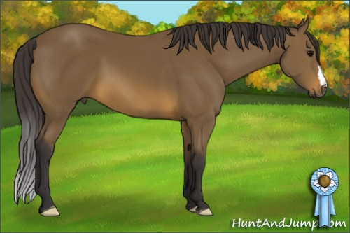 Horse Color: Buckskin 