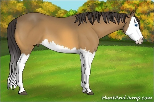 Horse Color: Buckskin Splash 