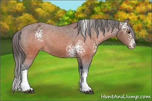 Horse Color: White Spotted Brown Blanket 