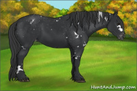 Horse Color:White Spotted Brown Blanket 