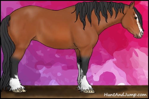 Horse Color: Bay Sabino 