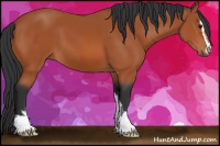 Horse Color:Bay Sabino 