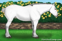 Horse Color:Gray Bay Appaloosa 