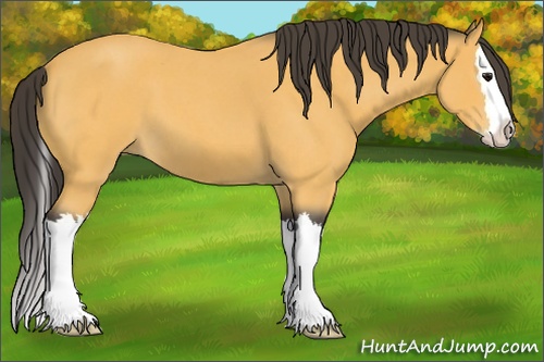Horse Color: Buckskin Roan Splash 
