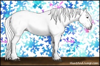 Horse Color:Gray White Spotted Black