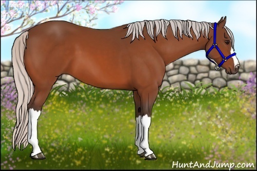 Horse Color:Silver Bay 