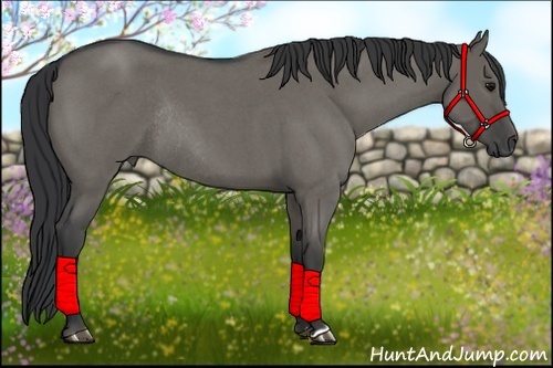 Horse Color:Grullo Roan Rabicano 