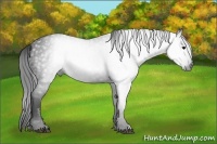 Horse Color:Gray Black 