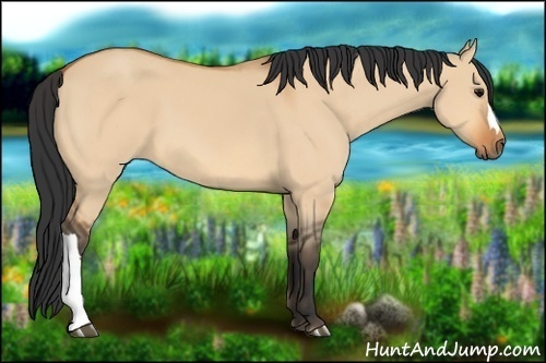 Horse Color:Bay Dun 