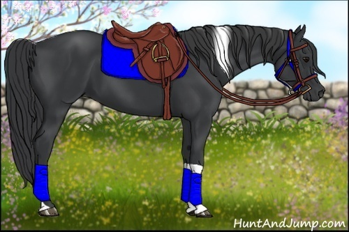 Horse Color:Black Tobiano
