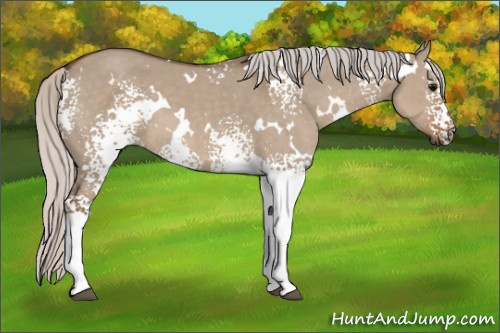 Horse Color: White Spotted Silver Grullo 