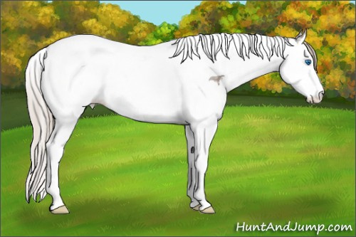 Horse Color: Silver Grullo Ice Sabino Splash Tobiano 