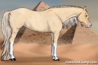 Horse Color:Gold Cream Champagne Roan 