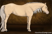 Horse Color:Gold Cream Champagne 