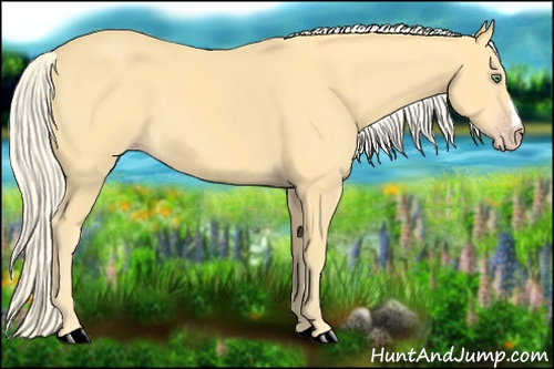 Horse Color:Gold Cream Champagne