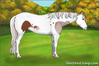 Horse Color:Silver Bay Splash Tobiano 