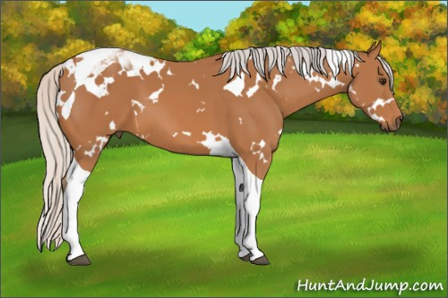 Horse Color: White Spotted Silver Bay Tobiano 