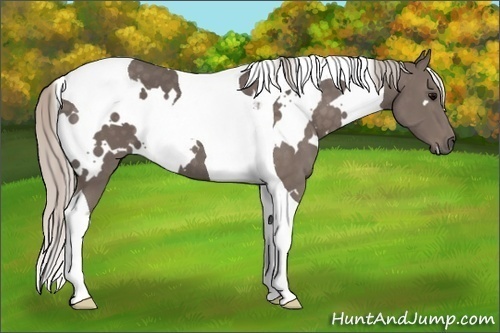 Horse Color: White Spotted Silver Black Tobiano 