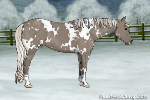 Horse Color: White Spotted Silver Smoky Grullo 