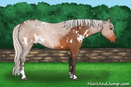 Horse Color: White Spotted Silver Brown Sabino 
