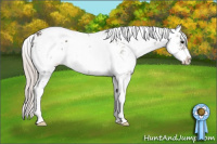 Horse Color:Silver Black Sabino 
