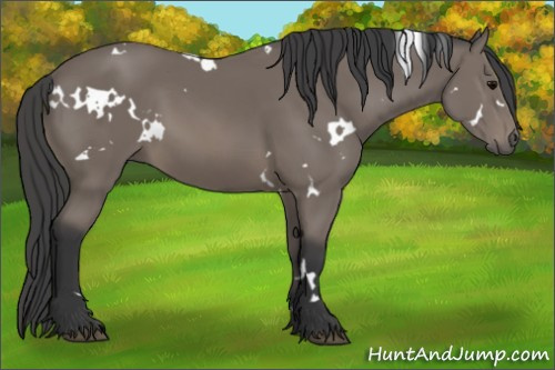 Horse Color: White Spotted Black 