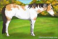 Horse Color:White Spotted Buckskin Frame 