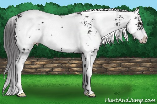Horse Color: Buckskin Sabino 