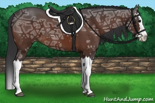 Horse Color:Bay Ice Splash 