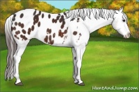 Horse Color:Brown Tobiano Appaloosa 