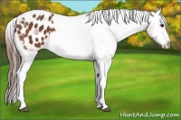 Horse Color:Bay Tobiano Appaloosa