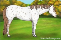 Horse Color:Chestnut Tobiano Near Leopard 