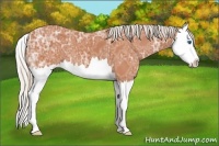 Horse Color:Silver Bay Ice Splash 