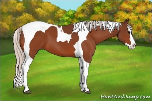 Horse Color: Silver Bay Sabino Splash Tobiano 