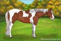 Horse Color:Silver Bay Sabino Splash Tobiano 