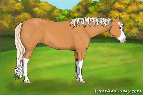 Horse Color: Palomino Splash 