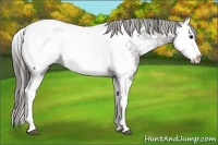 Horse Color:Grullo Splash Near Fewspot 