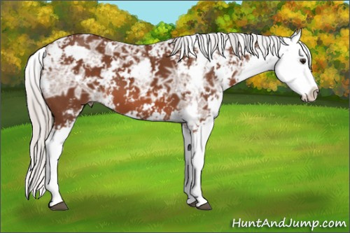 Horse Color: Silver Bay Ice Sabino Splash 
