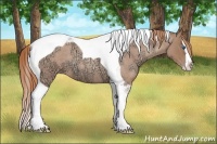 Horse Color:Gold Champagne Ice Roan Splash Tobiano 