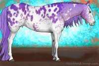 Horse Color:Watercolor White Spotted Liver Chestnut Appaloosa 