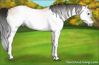 Horse Color:Gray White Spotted Bay Roan Dun Splash Frame 