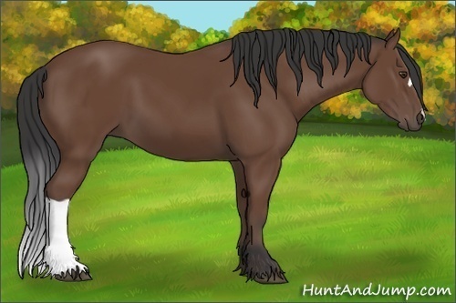 Horse Color: Bay 