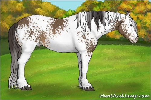 Horse Color: White Spotted Buckskin 