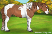 Horse Color:Liver Chestnut Splash Tobiano 