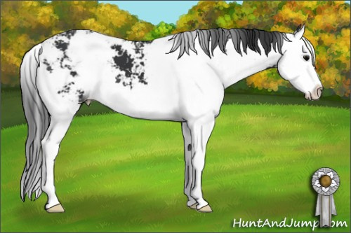 Horse Color: Brown Sabino Splash 