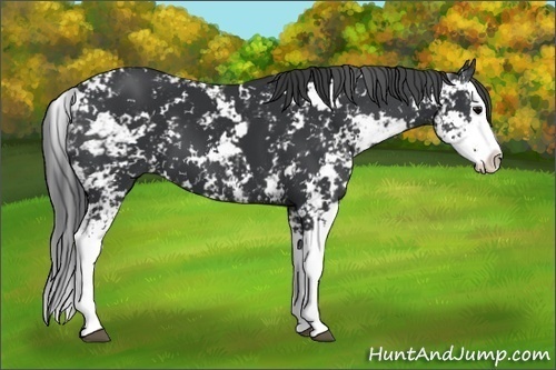 Horse Color: Black Sabino Splash 